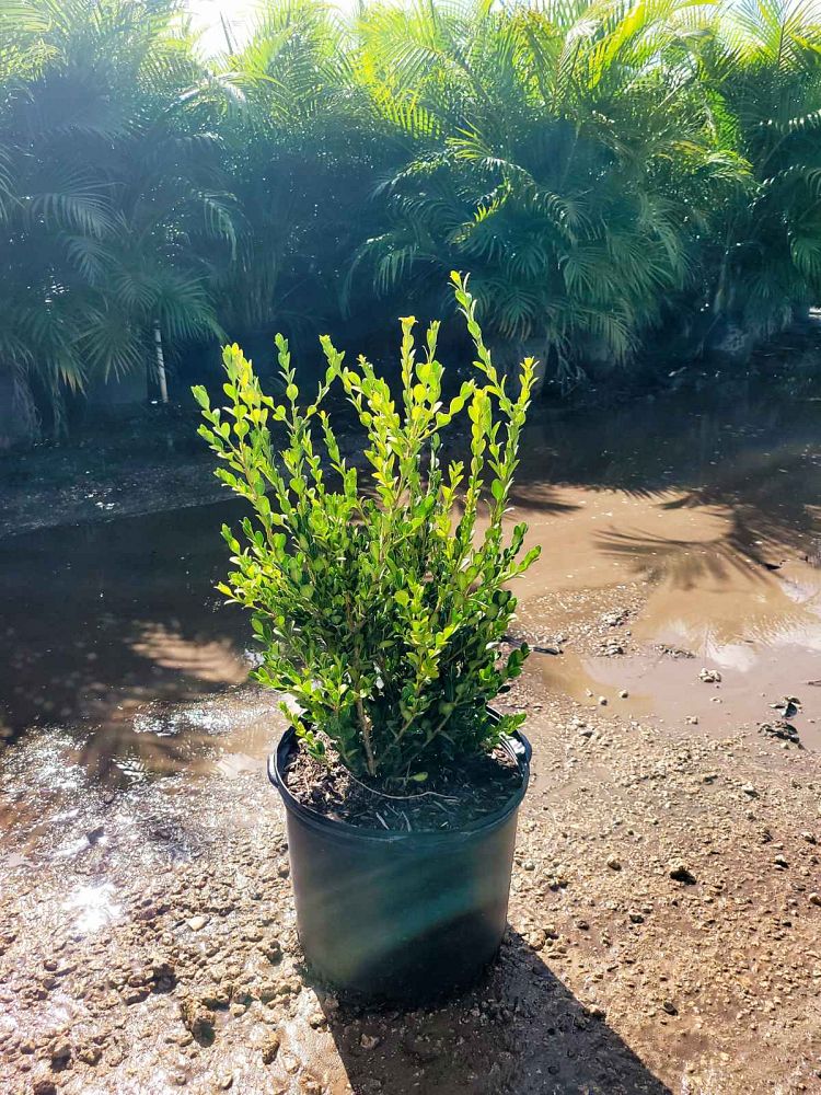 buxus-microphylla-japonica-japanese-boxwood