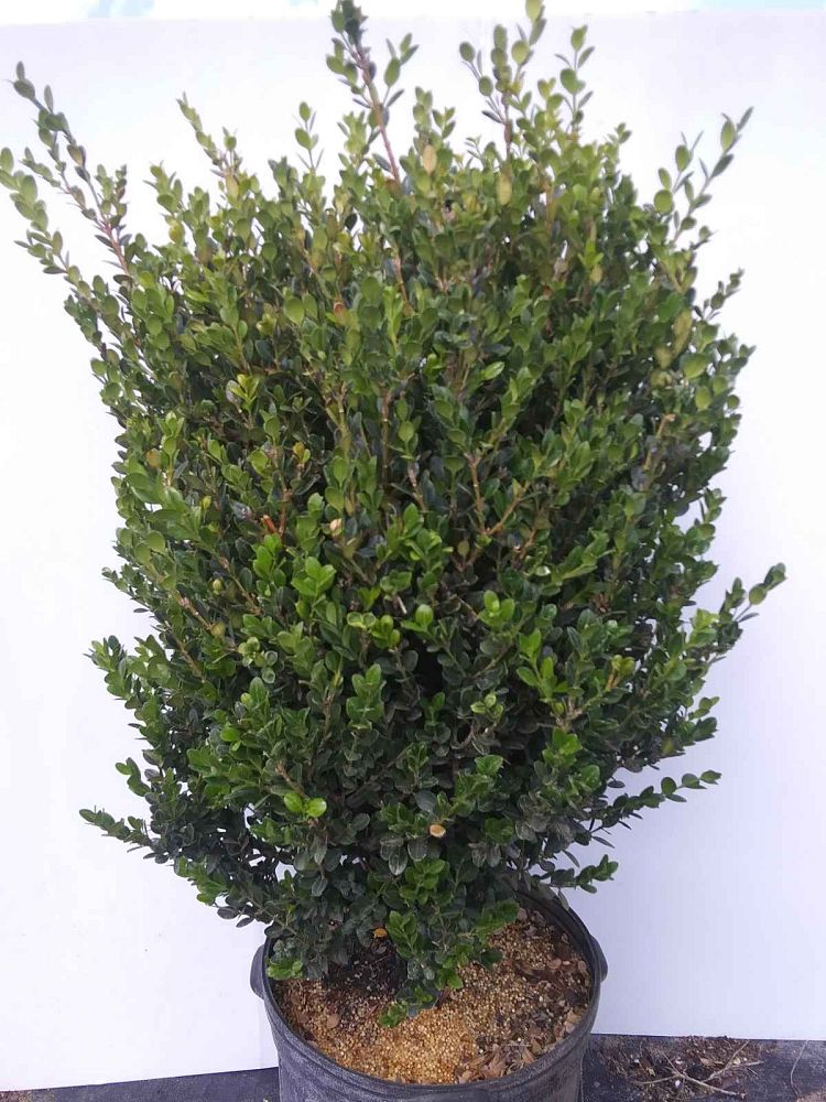 buxus-microphylla-japonica-japanese-boxwood