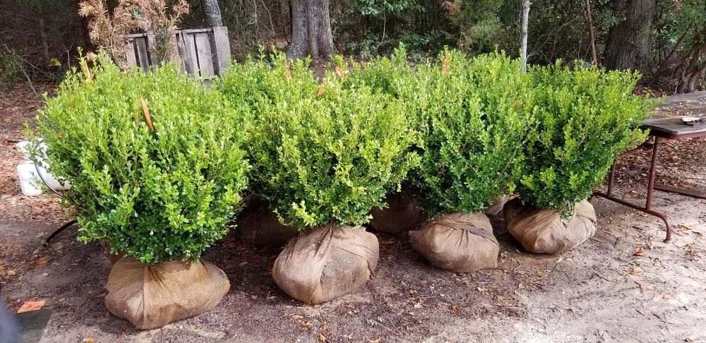 buxus-microphylla-japonica-japanese-boxwood
