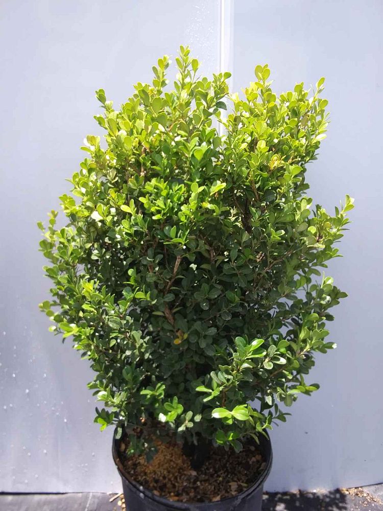 buxus-microphylla-japonica-japanese-boxwood