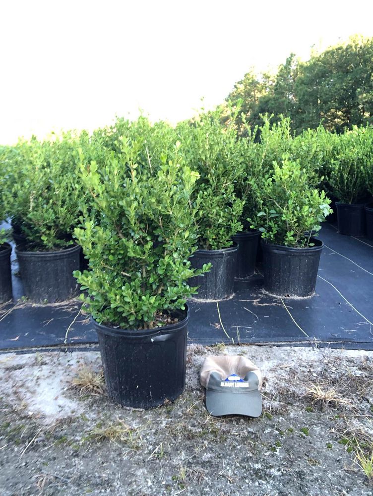 buxus-microphylla-japonica-japanese-boxwood