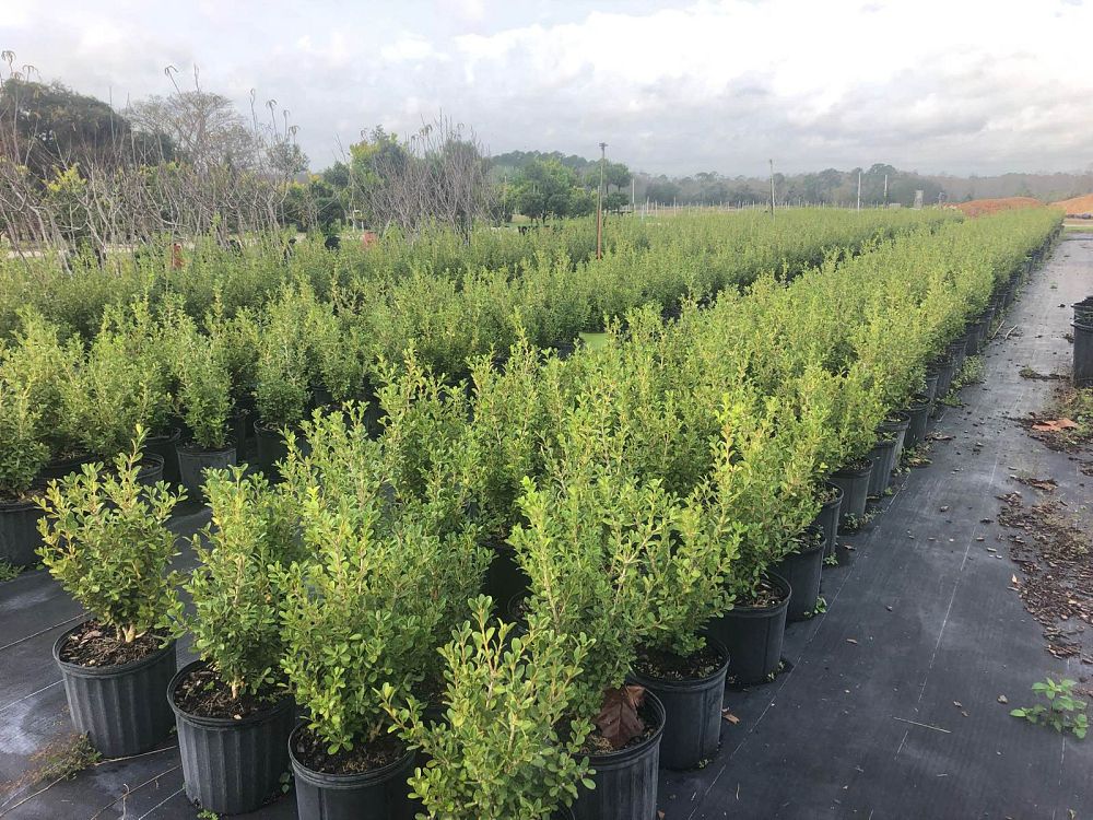 buxus-microphylla-japonica-japanese-boxwood