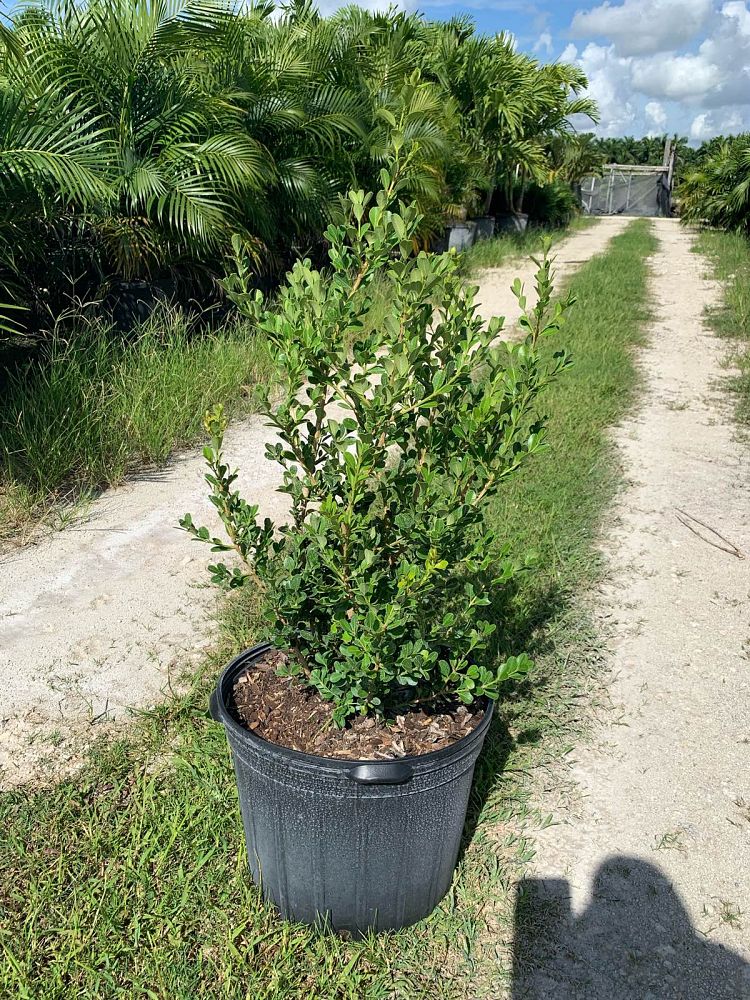 buxus-microphylla-japonica-japanese-boxwood