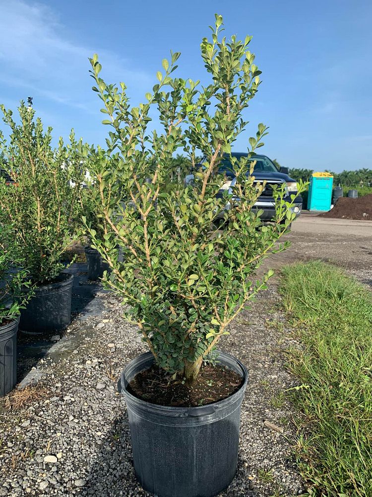 buxus-microphylla-japonica-japanese-boxwood
