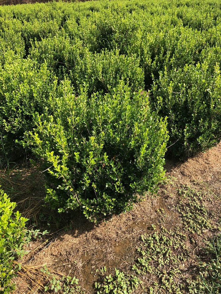 buxus-microphylla-japonica-japanese-boxwood