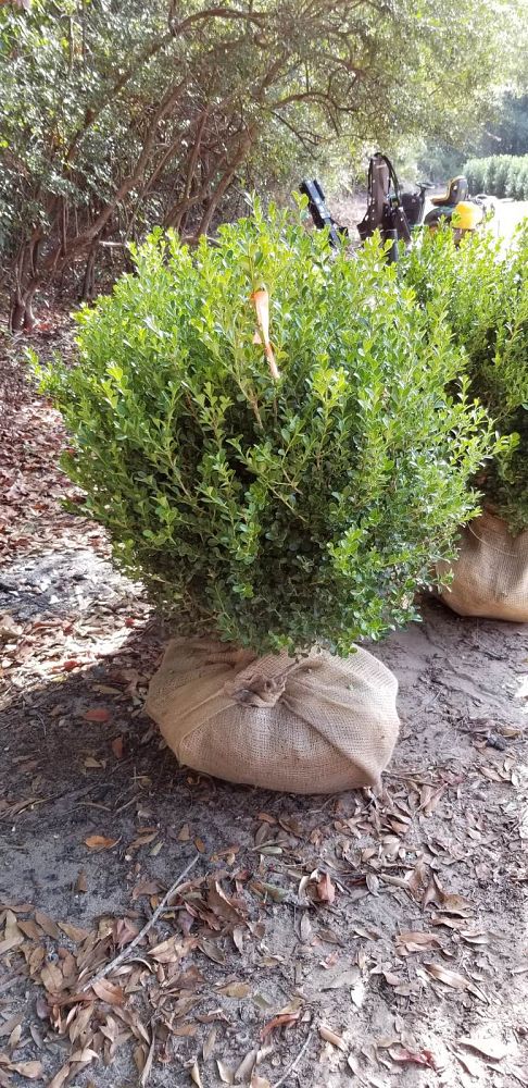 buxus-microphylla-japonica-japanese-boxwood