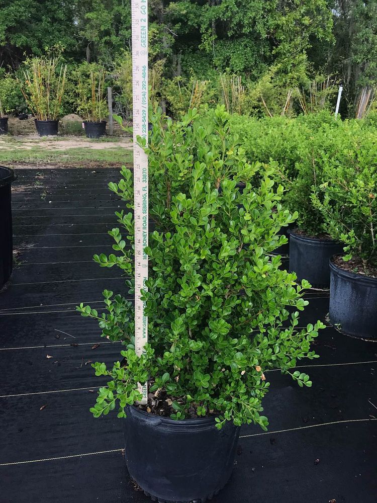 buxus-microphylla-japonica-japanese-boxwood