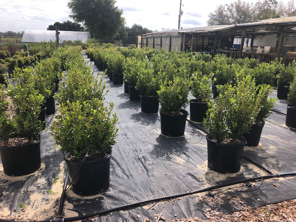 buxus-microphylla-japonica-japanese-boxwood