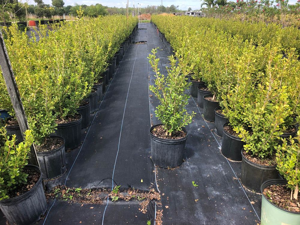 buxus-microphylla-japonica-japanese-boxwood