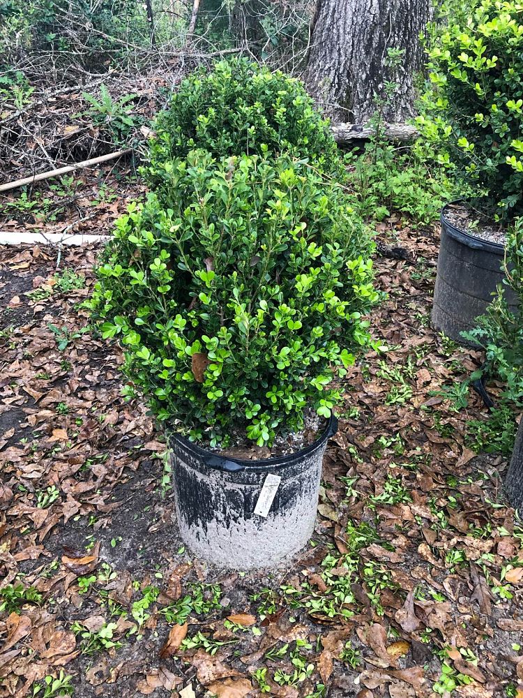 buxus-microphylla-japonica-japanese-boxwood