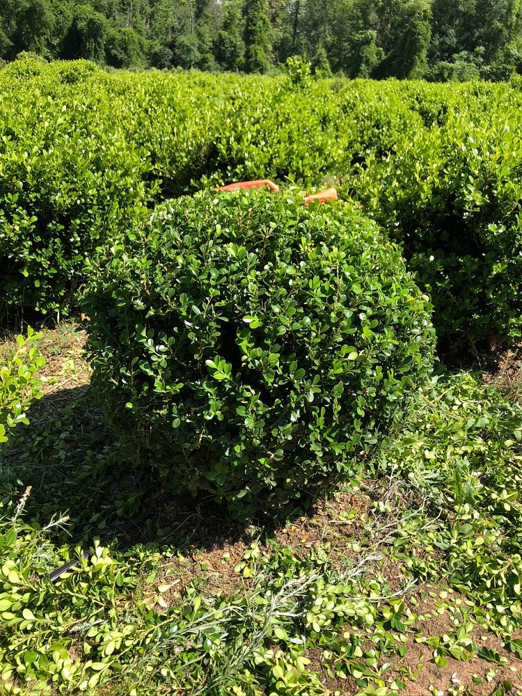 buxus-microphylla-japonica-japanese-boxwood