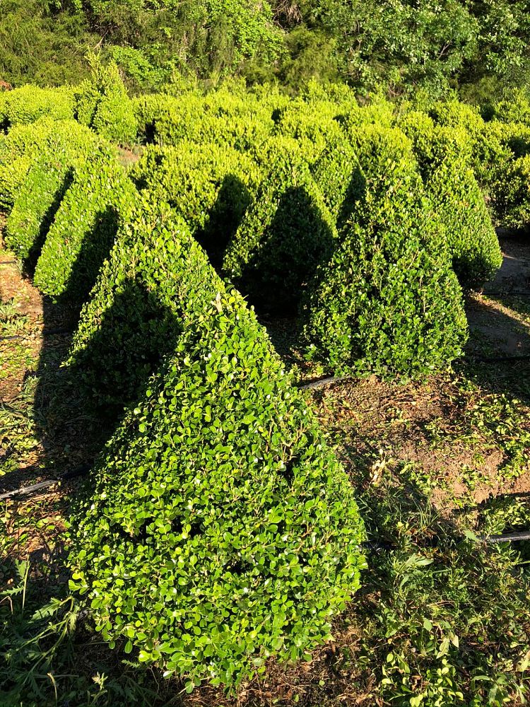 buxus-microphylla-japonica-japanese-boxwood