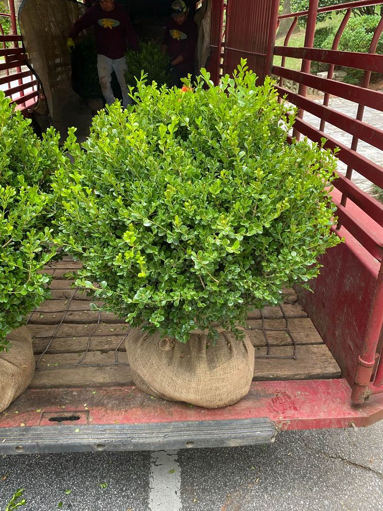buxus-microphylla-japonica-japanese-boxwood