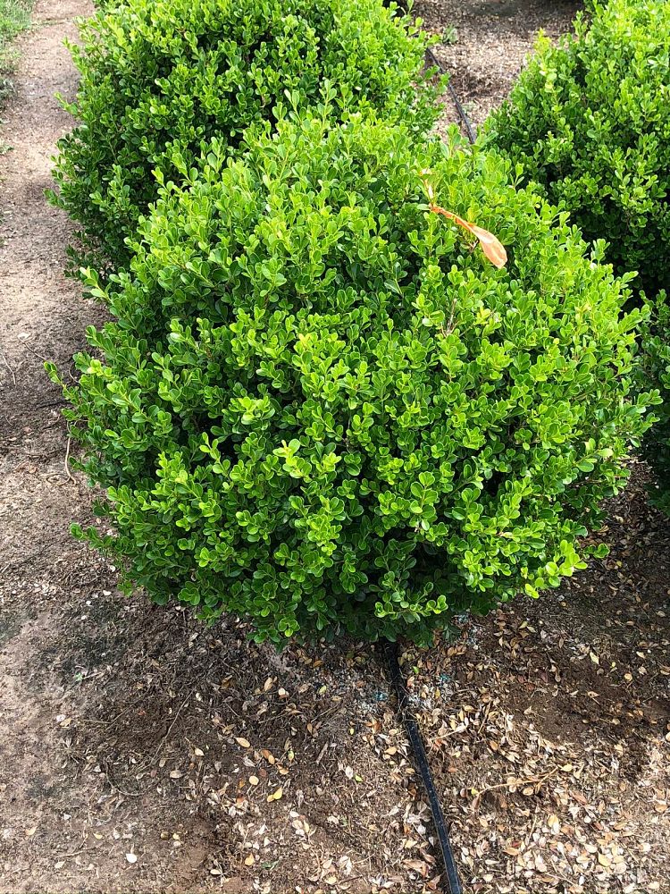 buxus-microphylla-japonica-japanese-boxwood