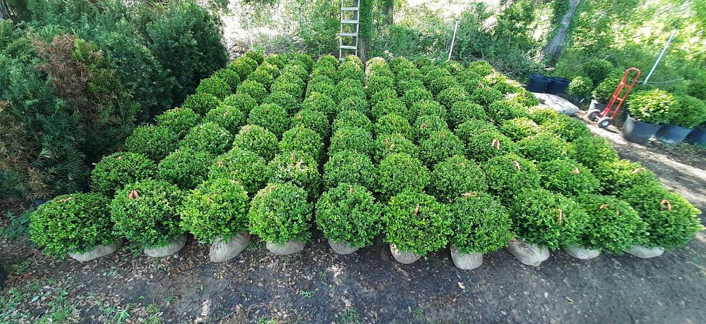 buxus-microphylla-japonica-japanese-boxwood
