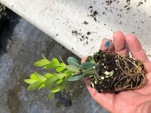 buxus-microphylla-japonica-japanese-boxwood