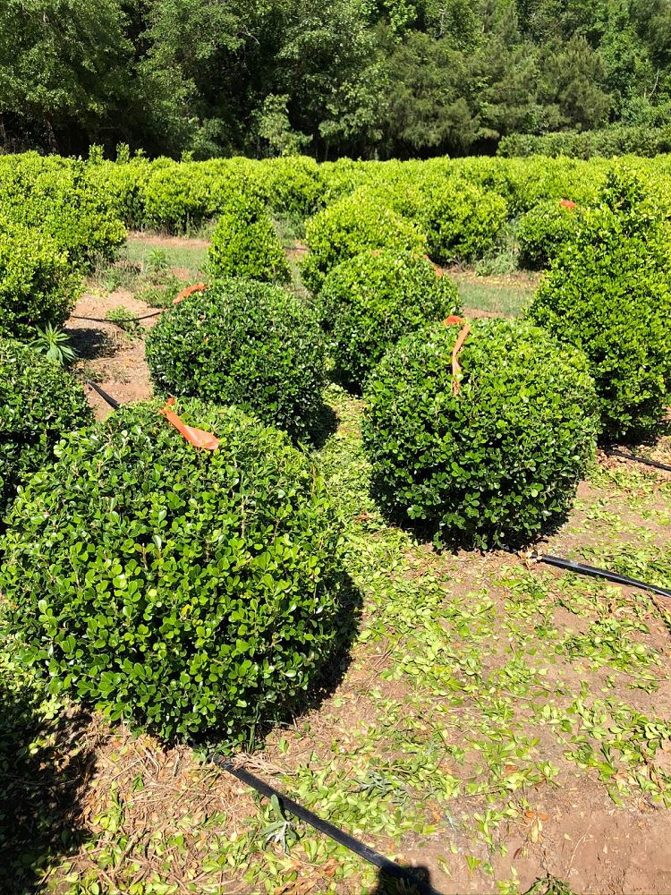 buxus-microphylla-japonica-japanese-boxwood