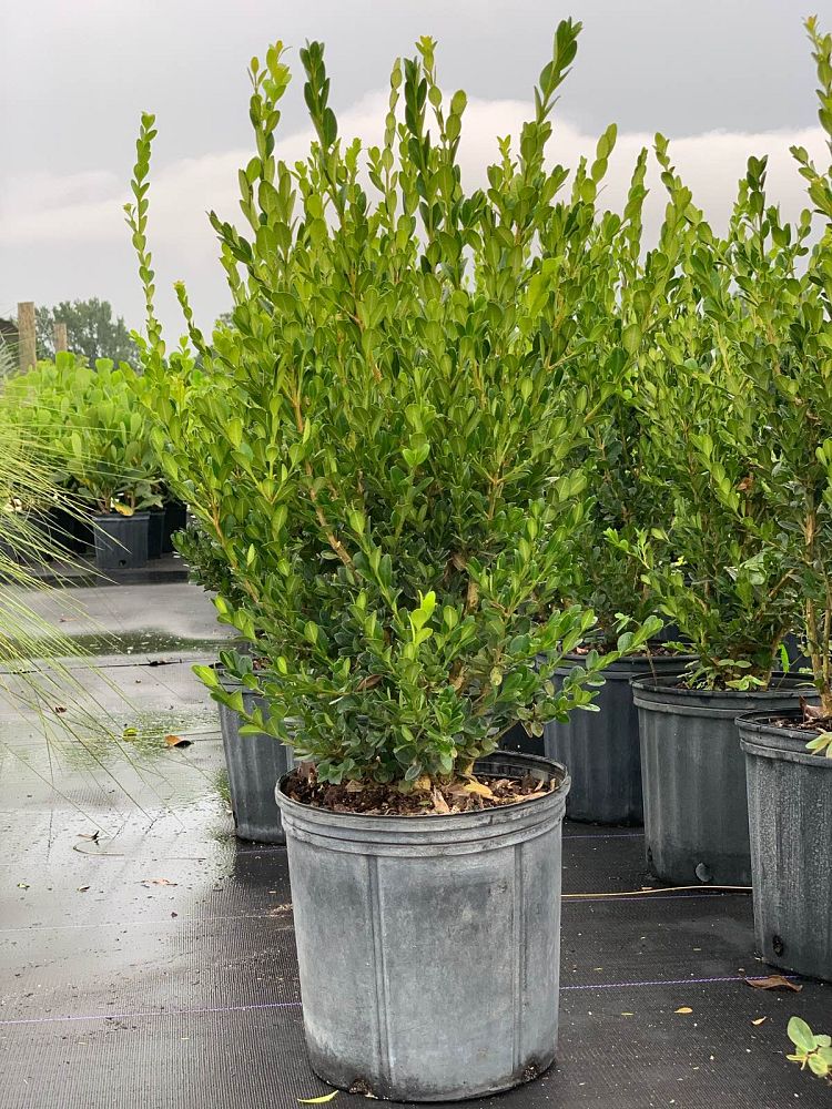 buxus-microphylla-japonica-japanese-boxwood