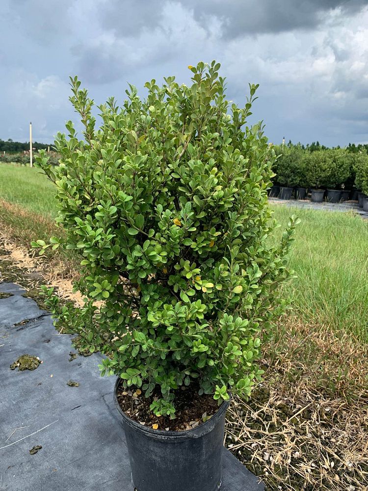 buxus-microphylla-japonica-japanese-boxwood