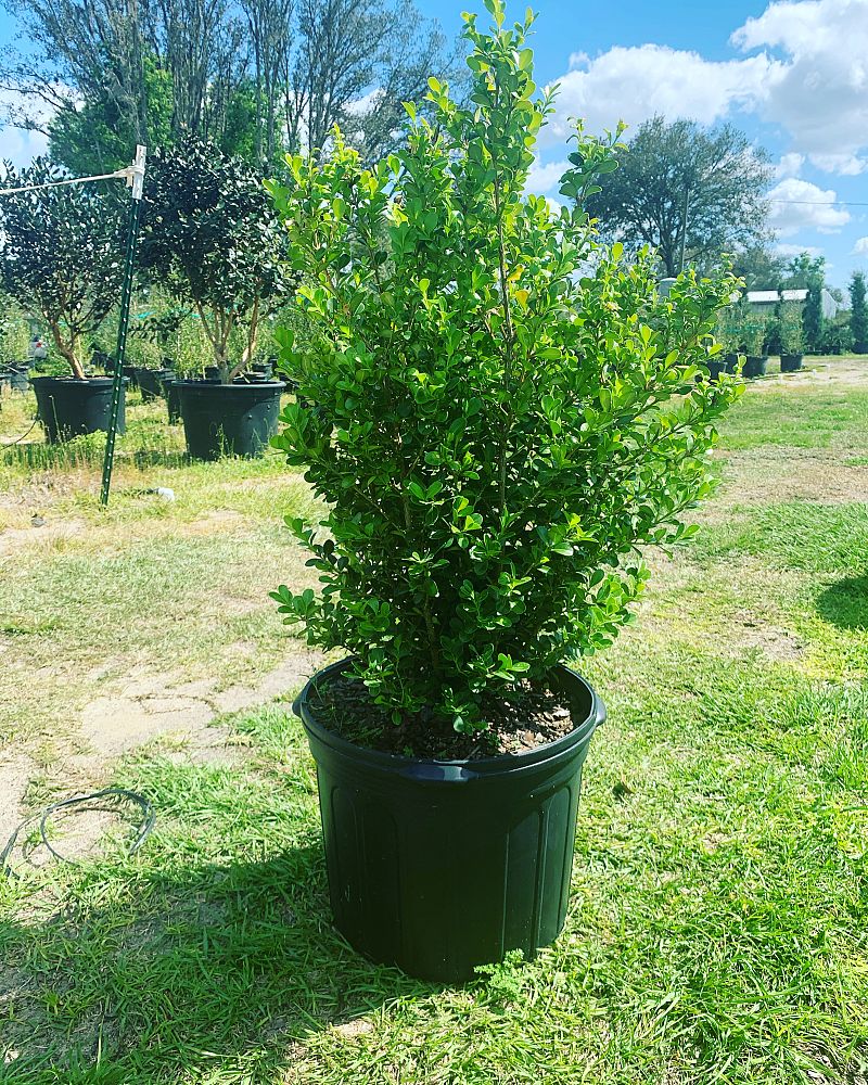 buxus-microphylla-japonica-japanese-boxwood