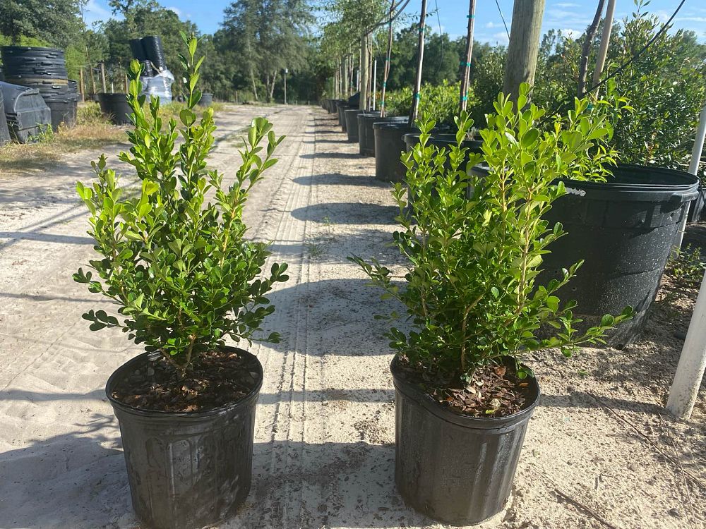 buxus-microphylla-japonica-japanese-boxwood
