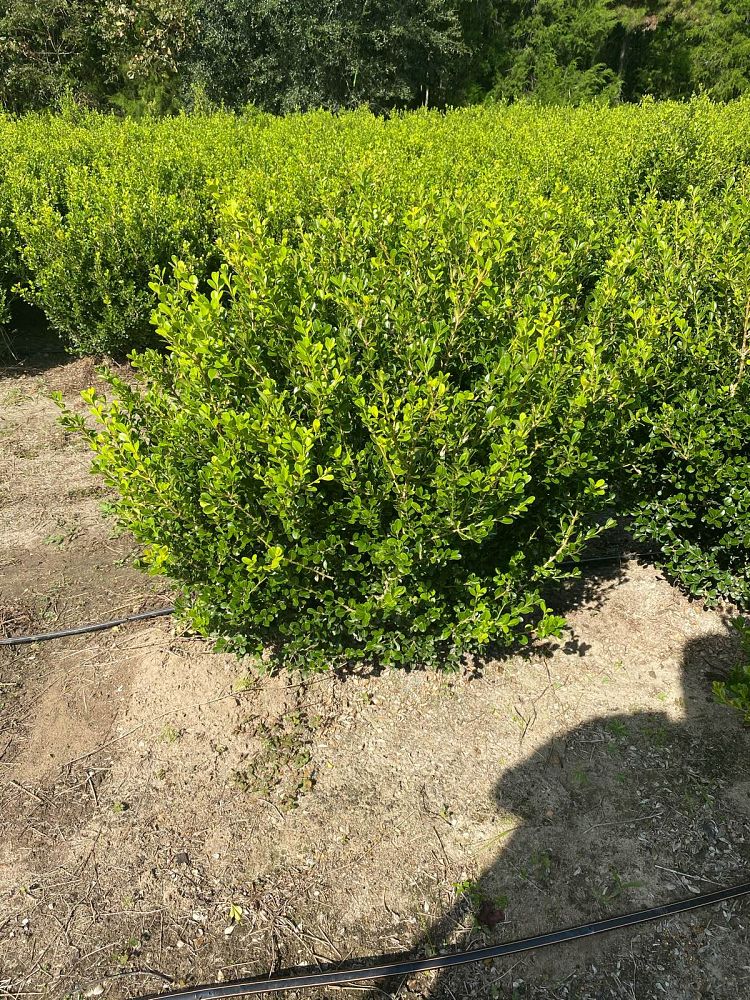 buxus-microphylla-japonica-japanese-boxwood