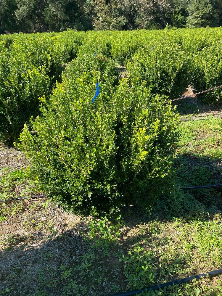 buxus-microphylla-japonica-japanese-boxwood