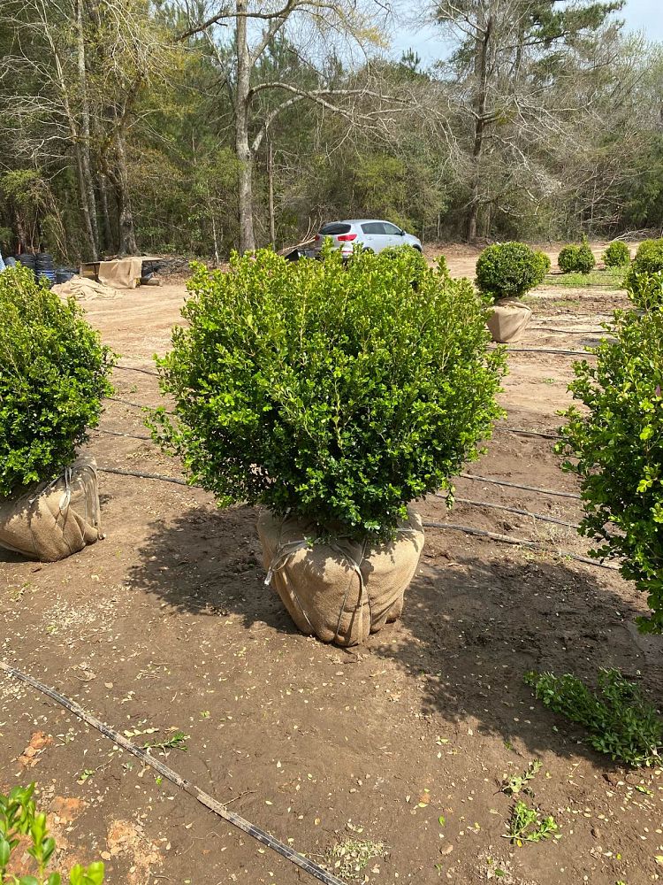 buxus-microphylla-japonica-japanese-boxwood