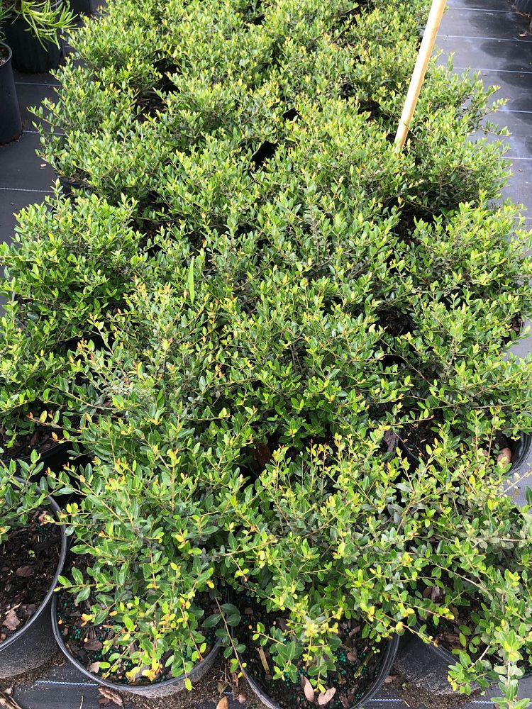 buxus-microphylla-japonica-japanese-boxwood