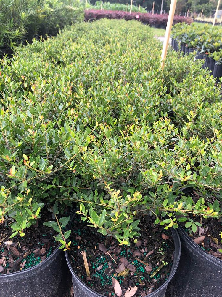 buxus-microphylla-japonica-japanese-boxwood