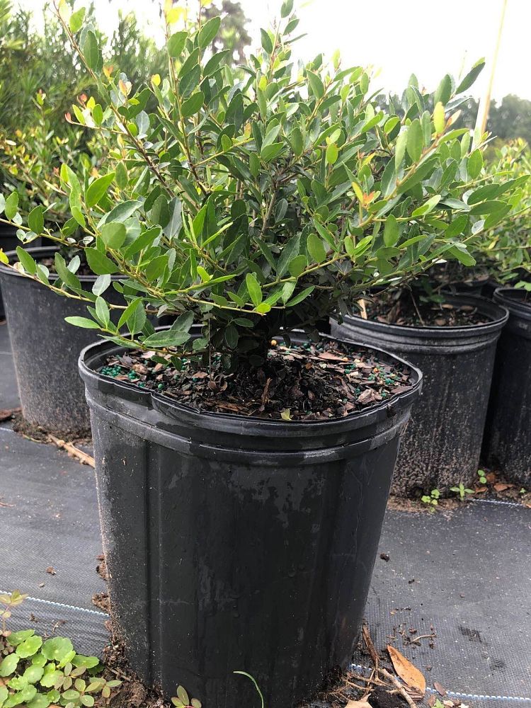 buxus-microphylla-japonica-japanese-boxwood