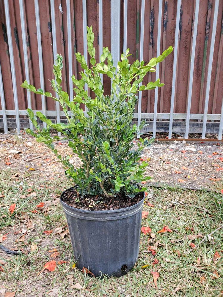 buxus-microphylla-japonica-japanese-boxwood