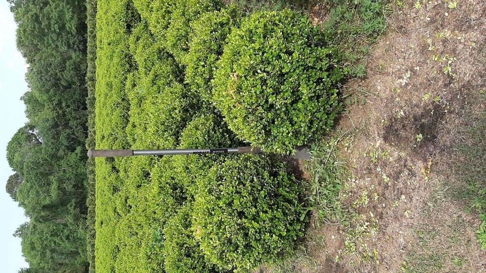 buxus-microphylla-japonica-japanese-boxwood