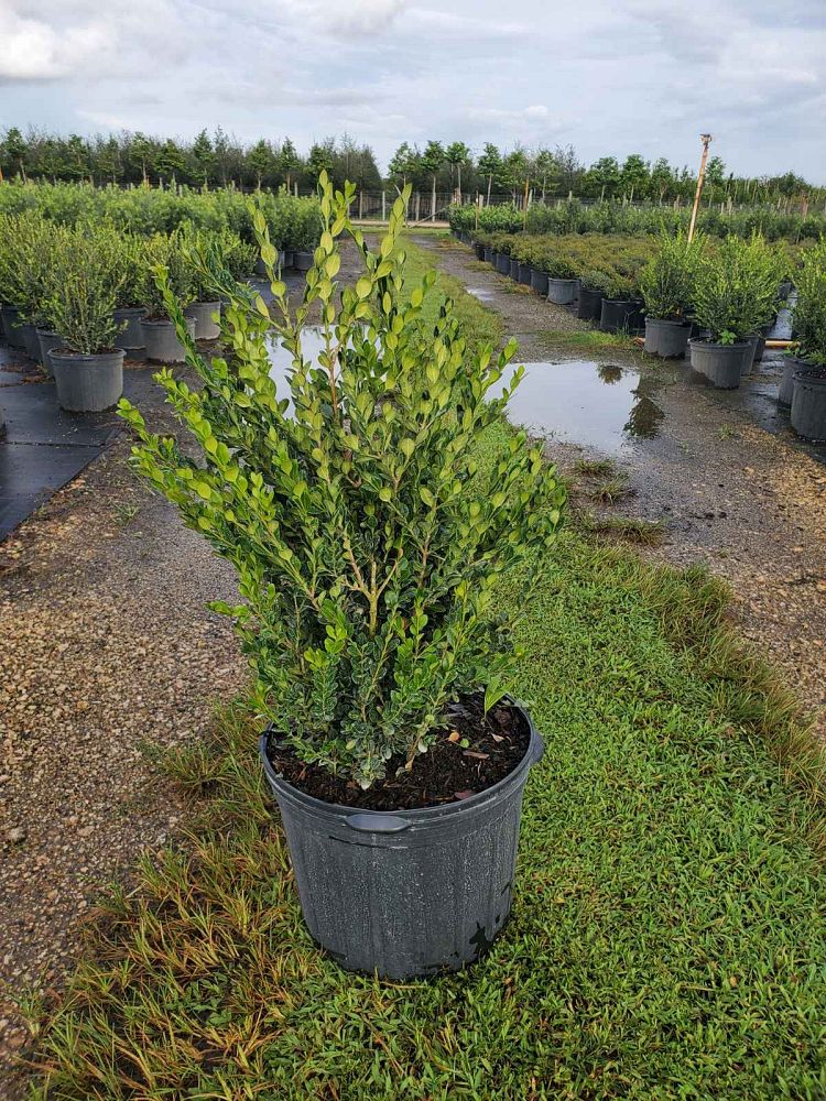 buxus-microphylla-japonica-japanese-boxwood