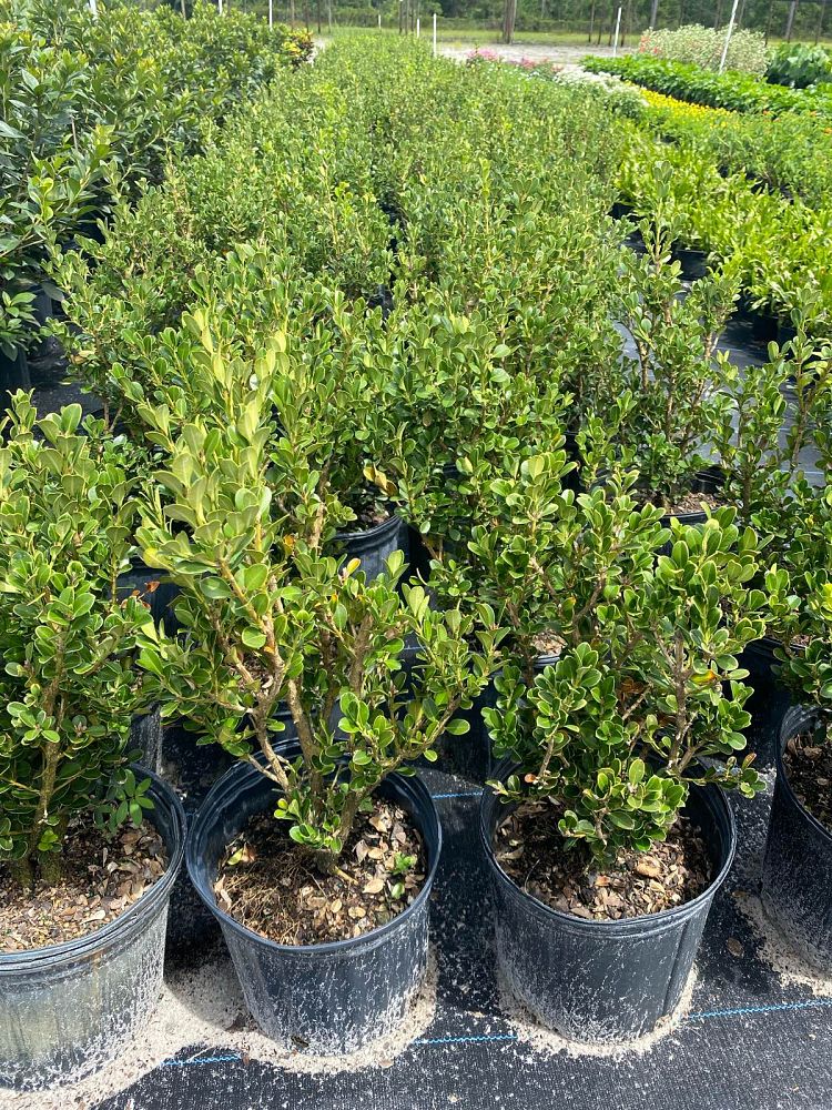 buxus-microphylla-japonica-japanese-boxwood