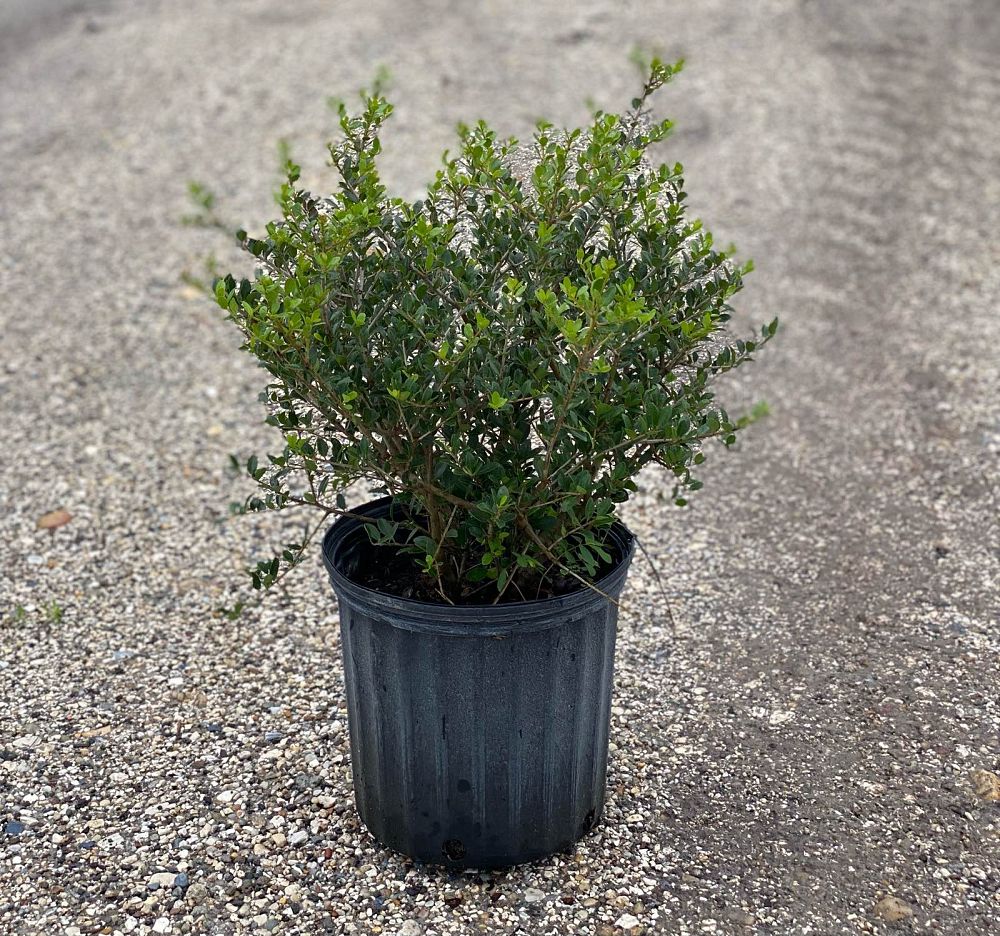 buxus-microphylla-japonica-japanese-boxwood