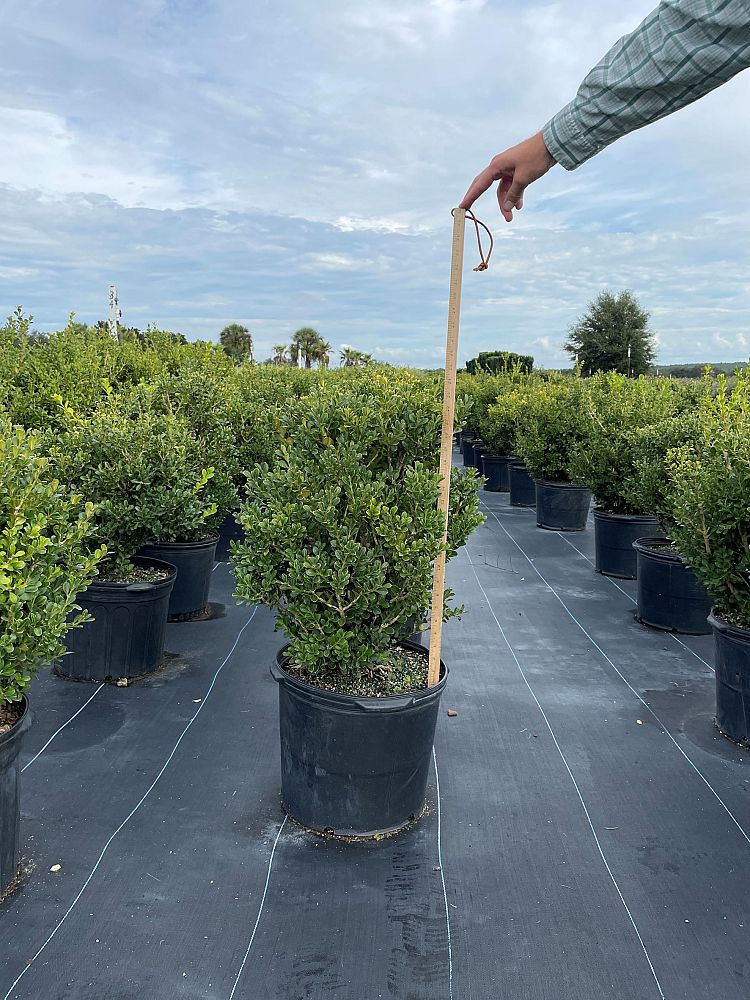 buxus-microphylla-japonica-japanese-boxwood