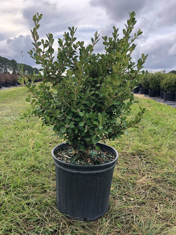 buxus-microphylla-japonica-japanese-boxwood