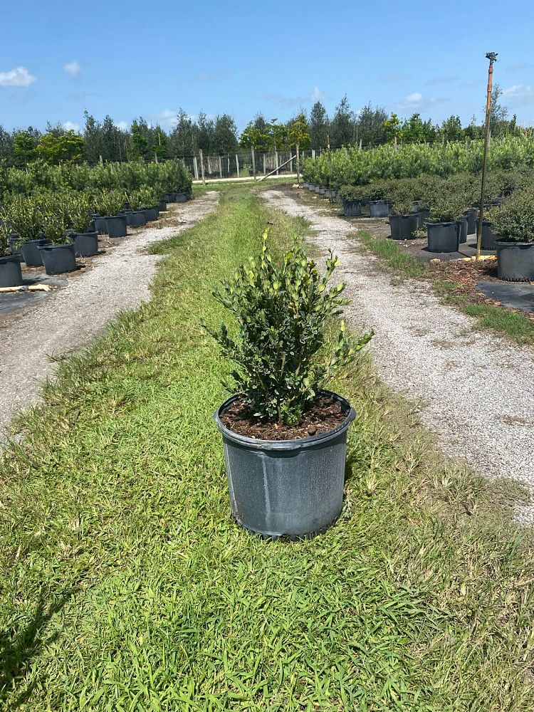 buxus-microphylla-japonica-japanese-boxwood