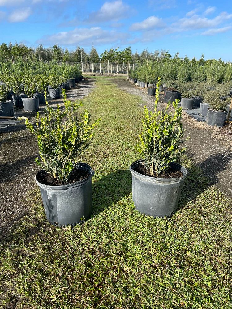 buxus-microphylla-japonica-japanese-boxwood