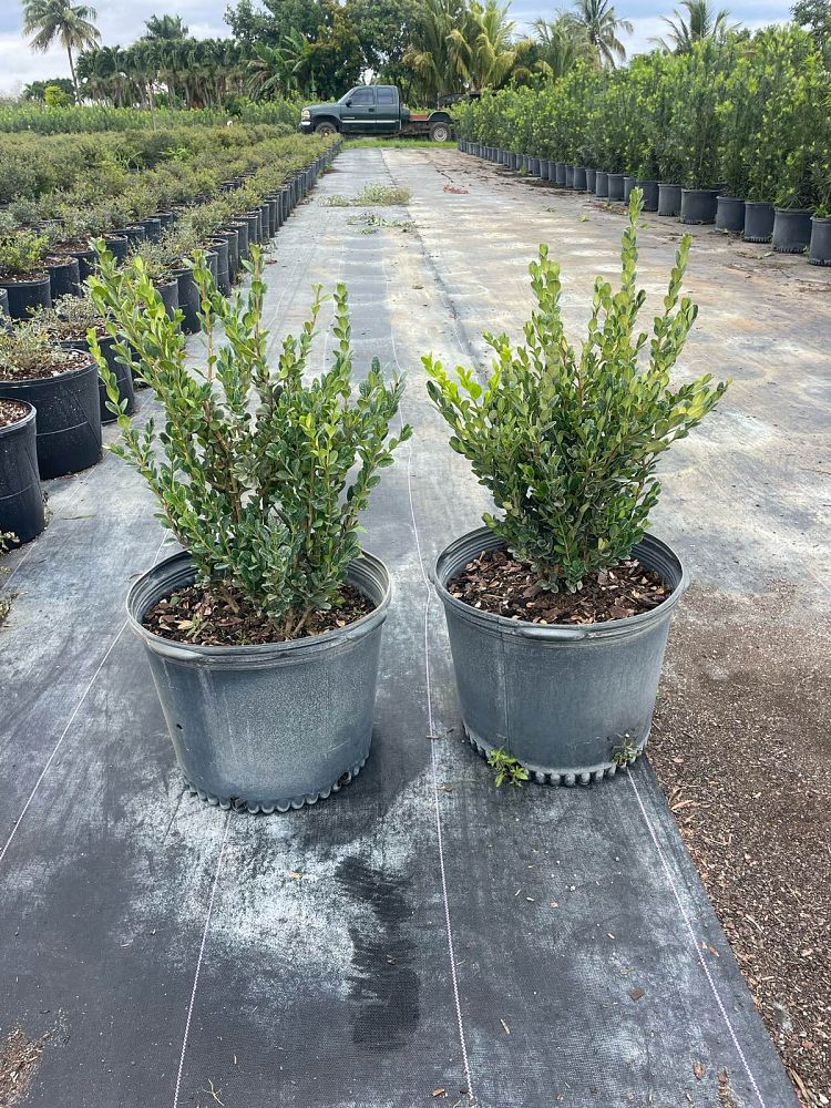 buxus-microphylla-japonica-japanese-boxwood