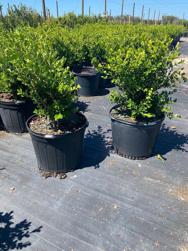 buxus-microphylla-japonica-japanese-boxwood