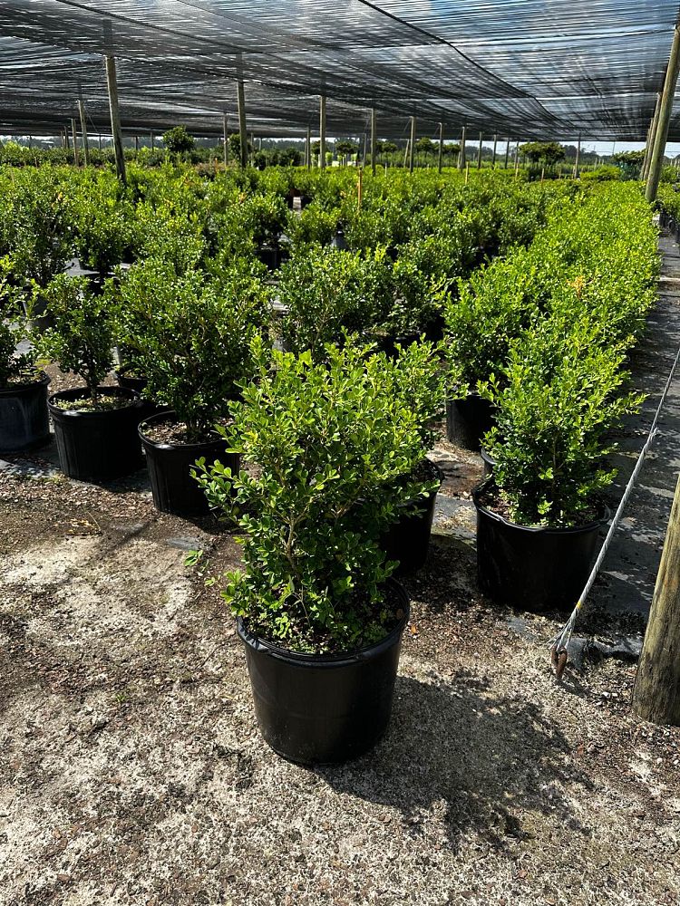 buxus-microphylla-japonica-japanese-boxwood