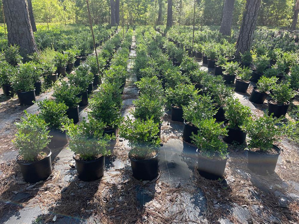 buxus-microphylla-japonica-japanese-boxwood