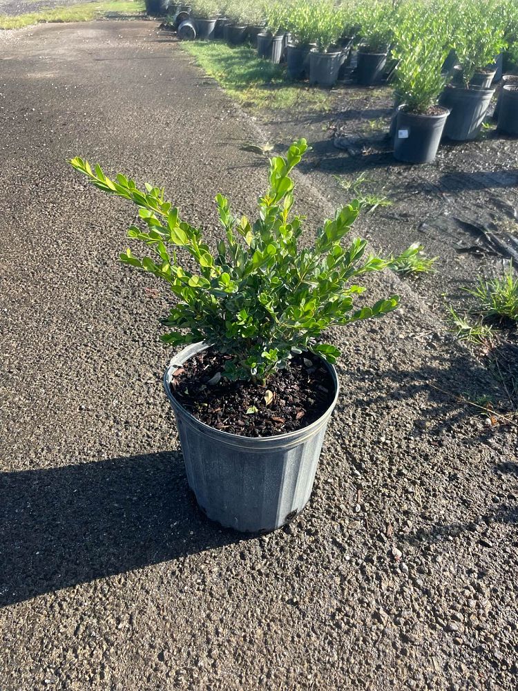 buxus-microphylla-japonica-japanese-boxwood