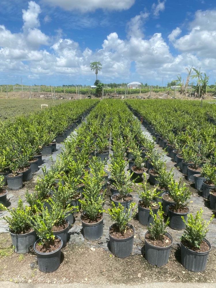 buxus-microphylla-japonica-japanese-boxwood
