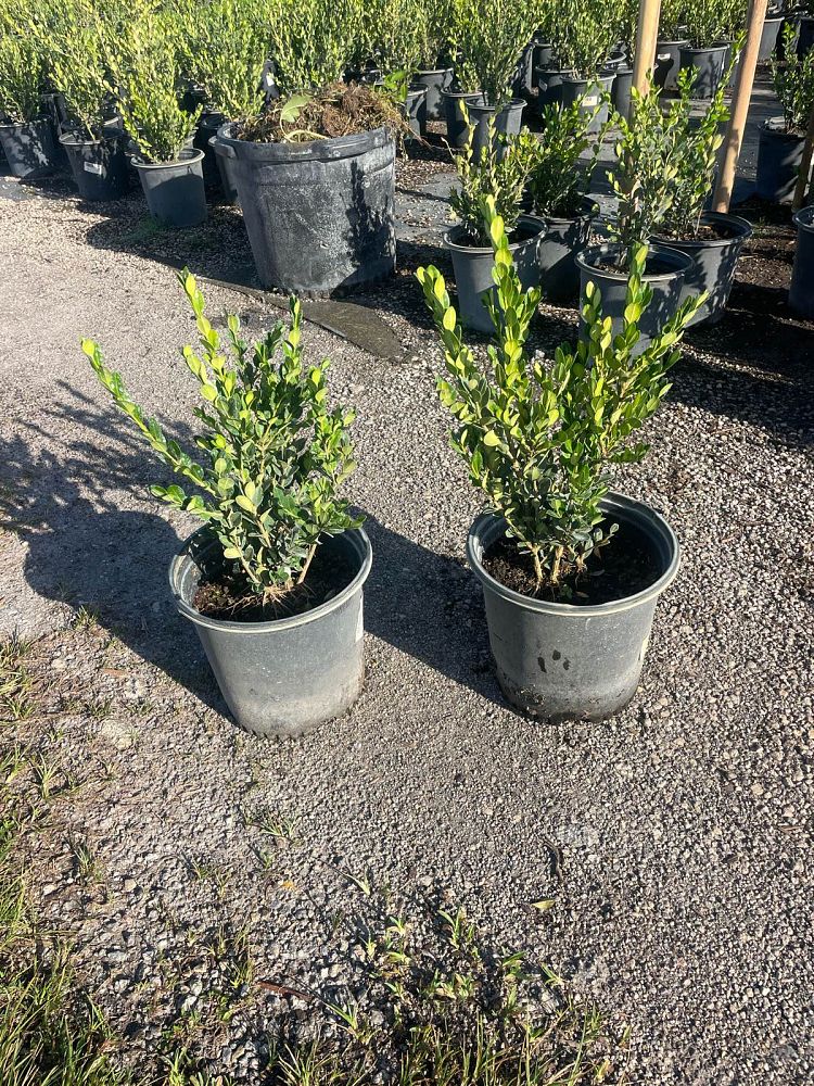 buxus-microphylla-japonica-japanese-boxwood