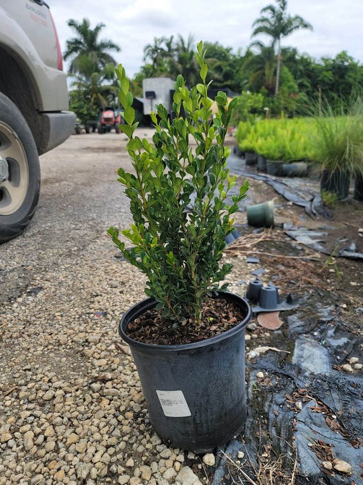 buxus-microphylla-japonica-japanese-boxwood