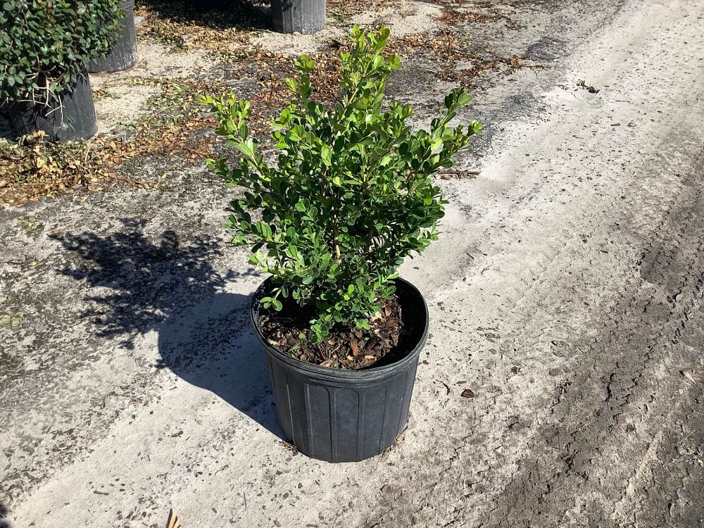 buxus-microphylla-japonica-japanese-boxwood