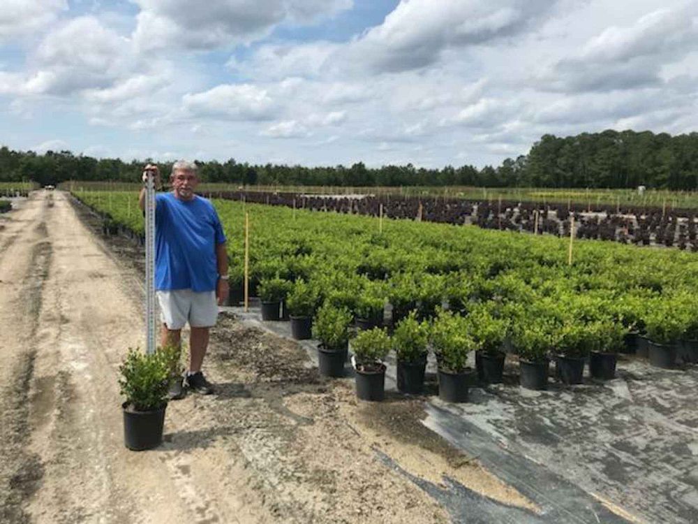 buxus-microphylla-japonica-japanese-boxwood